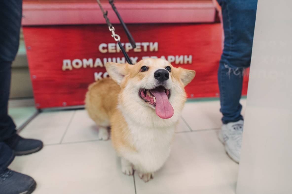 Автограф-сесія з Олександром Педаном "Коргі" image-14