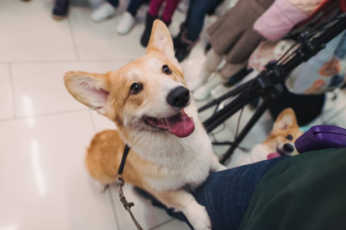 Автограф-сесія з Олександром Педаном "Коргі" image-15