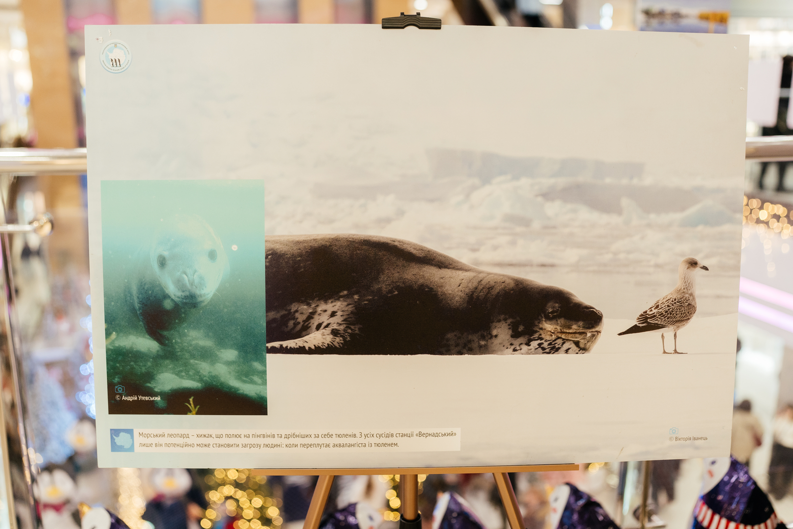 Фотовиставка &quot;Україна в Антарктиці: дослідження та незламність&quot; image-23