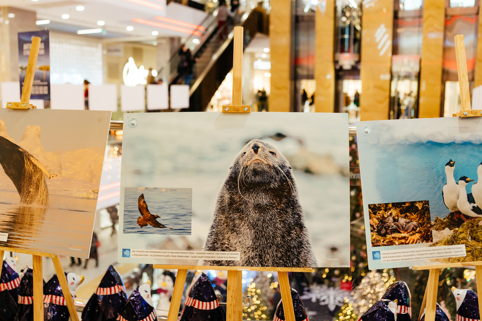 Фотовиставка &quot;Україна в Антарктиці: дослідження та незламність&quot; image-76